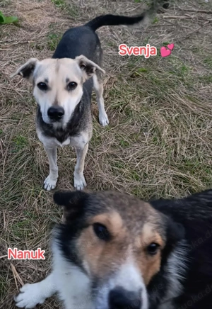 Nanuc sucht ein Zuhause für immer Bild 5