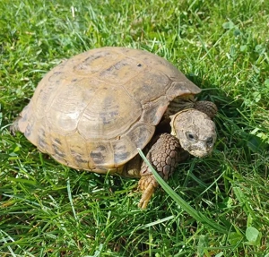 Steppenschildkröte