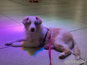 Australian Sherperd Hündin 