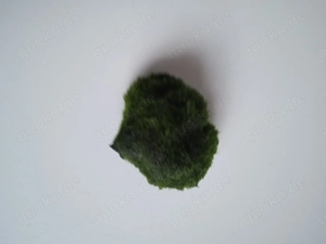 Mooskugeln Größe ca. 3 - 4 cm und ca. 4 - 6 cm Bild 4