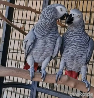 Zwei wunderschöne, von Hand aufgezogene Graupapageien und ein Käfig zu verkaufen.