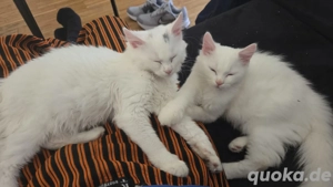 bkh Geschwister paar