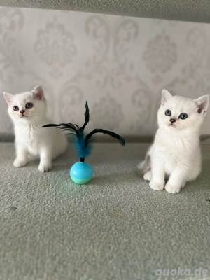 Wunderschöne Reinrassige BKH Kitten mit blauen Augen
