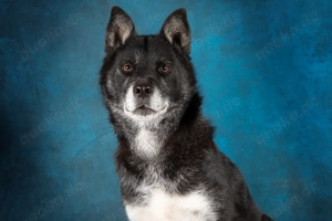 Socco   Treuer Weggefährte sucht erfahrene Hände und einen sicheren Hafen