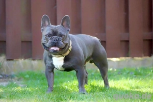 Französische Bulldogge Deckrüde Blau Papiere ZTP Deckerfahrung