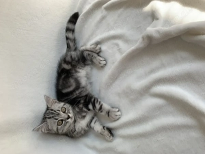  Britisch Kurzhaar Kitten   kleine Persönlichkeiten suchen ihr Glück