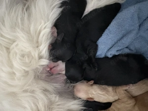 Maltipoo Welpen mit Ahnentafel 