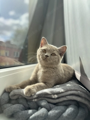 BKH Kitten in Lilack 