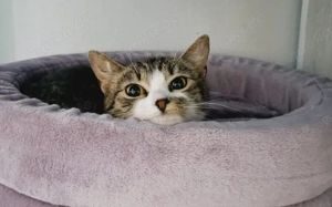 Sanfte Seele Sitara sucht ihr Für-Immer-Zuhause!			