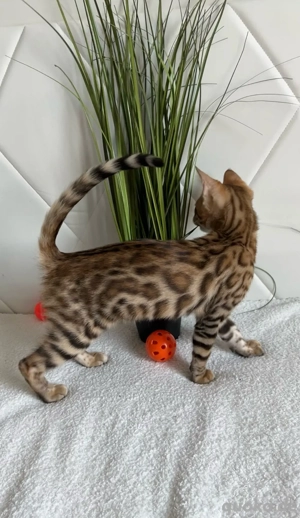 Bengal-Katze  7 Monate  