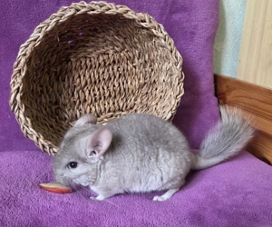 Wunderschönes handzahmes Chinchilla Baby Mädchen Pastell Royal Persian Angora Blue Diamond Träger