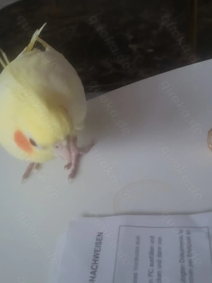 Gelbe Papageiennymphe Bild 3