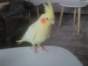 Gelbe Papageiennymphe Bild 4