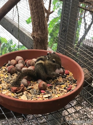 Baumstreifenhörnchen, Swinhoe Tamiops