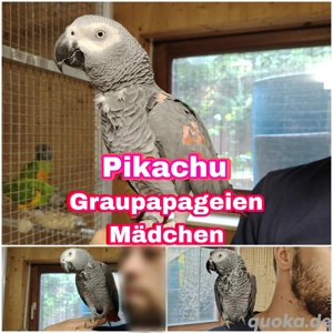 Graupapagei Mädchen "Pikachu" super zahm