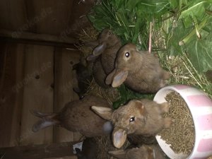 Junge Kanninchen ab Oktober zum abgeben