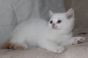 BKH Kater in gold golden point mit blau Augen reinrassig Stammbaum