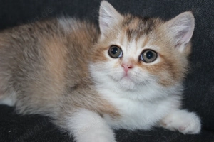 BKH Katze Tricolor black tortie golden gold tabby weiß reinrassig