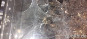 1.0. Heterothele Gabonensis (Adult)