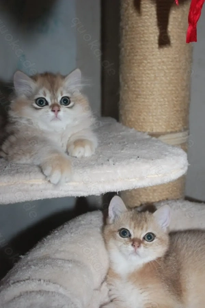 BKH BLH Kitten männlich black gold golden shaded renrassig Stammbaum Bild 2