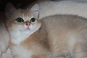 BKH BLH Kitten männlich black gold golden shaded renrassig Stammbaum Bild 3