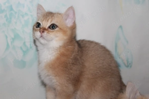 BKH BLH Kitten männlich black gold golden shaded renrassig Stammbaum Bild 5