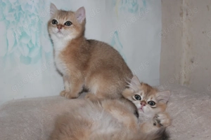 BKH BLH Kitten männlich black gold golden shaded renrassig Stammbaum Bild 4