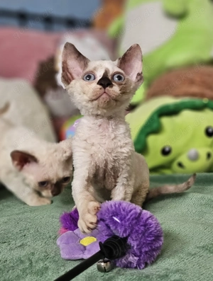Devon rex Kätzchen mit papieren