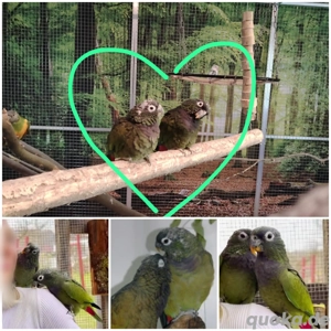 Maximilianpapageien Pärchen Kira und Kain