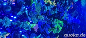 Meerwasser Korallen Ableger 