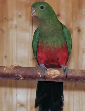 Königssittiche mit DNA