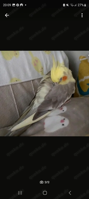 Suche Handzahmen Nymphensittich Hahn