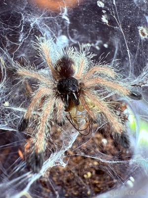 Avicularia juruensis M2 (ex. Peru Purple), Vogelspinne
