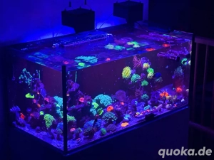 Euphylia "Sun of God"