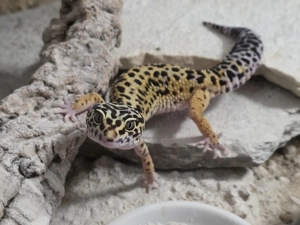 Leopardgecko Weibchen Adult Bold Black Night cross