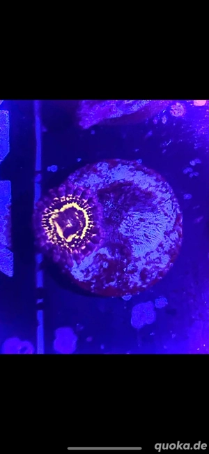 Zoanthus Stratosphere