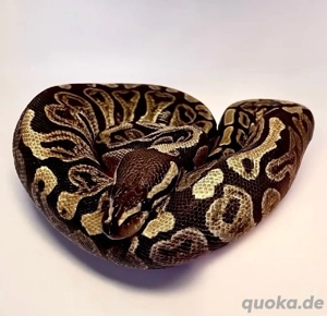 !Hamm nur 13.12 möglich! 0.1 Königspython "Python regius" GHI 100% het Clown DNZ 24 Bild 2