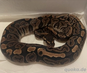 !Hamm nur 13.12 möglich! 0.1 Königspython "Python regius" GHI 100% het Clown DNZ 24 Bild 3