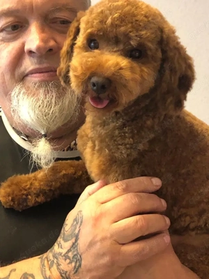 Zwergpudel Deckrüde. 