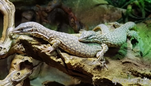 1.1 stachenschwanz waran