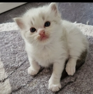 Ragdoll kitten mit Stammbaum