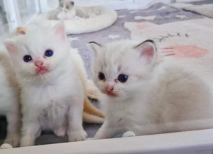 Ragdoll kitten mit Stammbaum