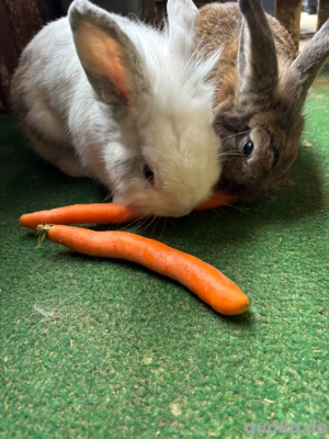 Olaf (weiß) & Sven (braun)   zwei zahme Kaninchen   Hasen suchen ein Für-Immer-Heim