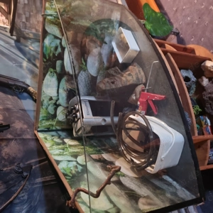 Eckterrarieum abzugeben 