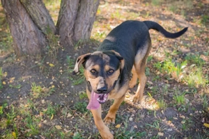 *NICO* beim Lernen ist er kooperativ, er liebt Menschen und möchte gelobt werden. 