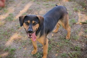 *NICO* beim Lernen ist er kooperativ, er liebt Menschen und möchte gelobt werden. 