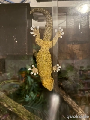 ailuronyx trachygaster Bild 5