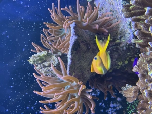 Kupferanemone Entacmaea quadricolor abzugeben