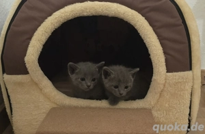 Kitten Russisch Blau mit Stammbaum