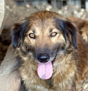 Wer schenkt Julee liebevolles Zuhause?